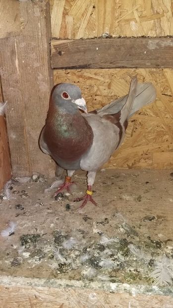 Fing - Porumbeii mei