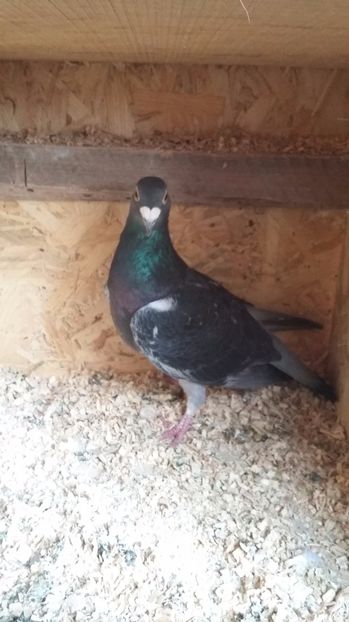 Frog - Porumbeii mei