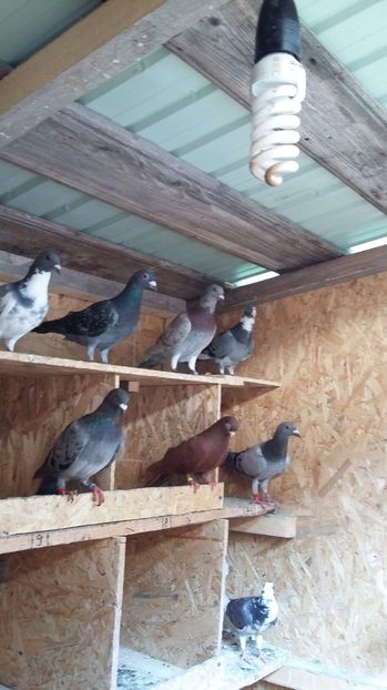  - Porumbeii mei