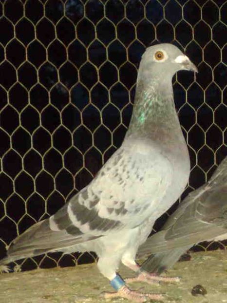 227-vandut - X-Porumbei vinduti