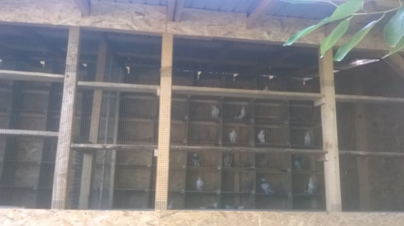 am scapat la voliera noua. - noua voliera