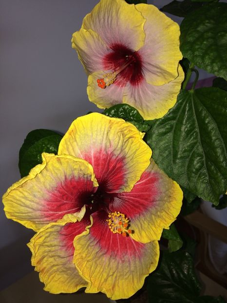  - Hibiscusi