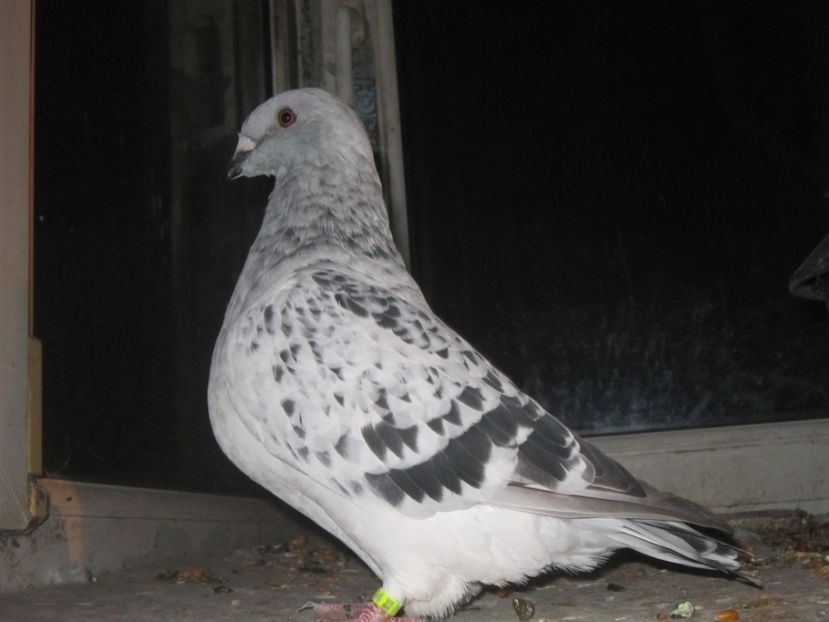 EXTASY f 2017 - PUII 2017 DIN LA FABRICA