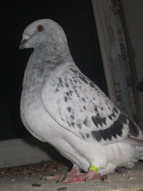 EXTASY - PUII 2017 DIN LA FABRICA