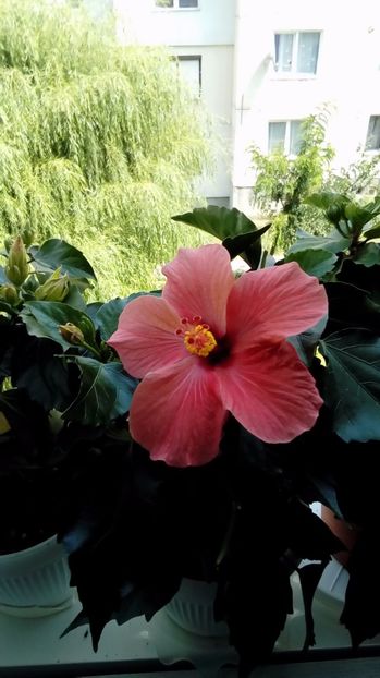 P_20170809_132925 - Hibiscus