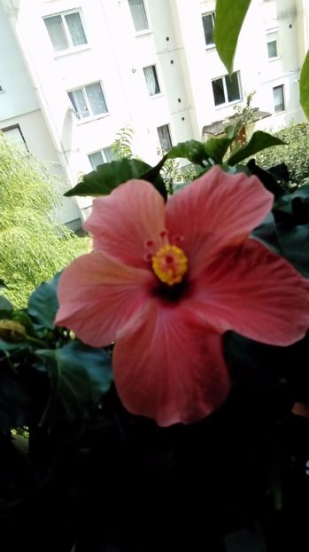 P_20170809_132944 - Hibiscus
