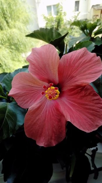 P_20170809_132957 - Hibiscus