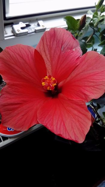 P_20170821_180438 - Hibiscus