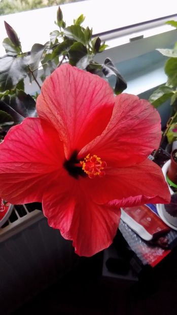 P_20170821_180450 - Hibiscus