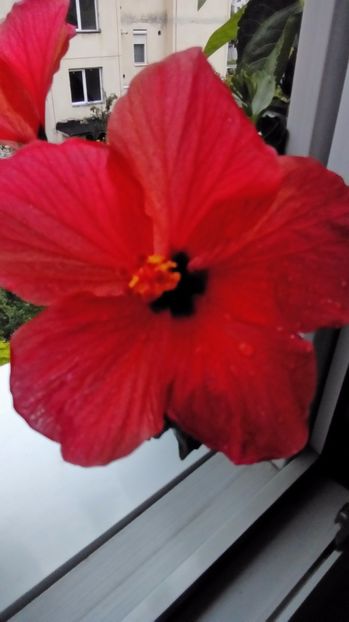 P_20170821_195322 - Hibiscus