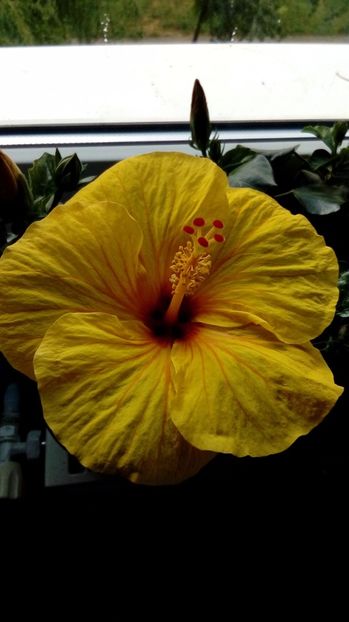 P_20170817_152204_BF - Hibiscus