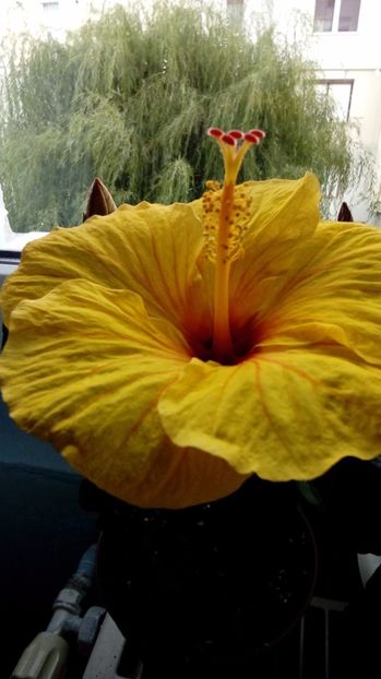 P_20170817_152313_BF - Hibiscus