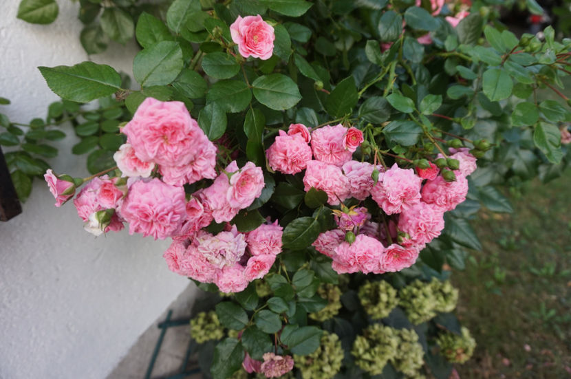  - Les Quatre Saisons