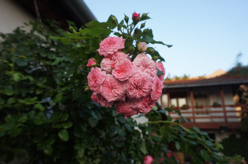  - Les Quatre Saisons