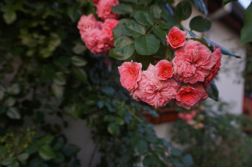  - Les Quatre Saisons