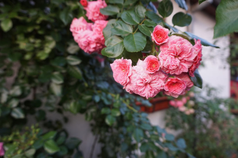  - Les Quatre Saisons