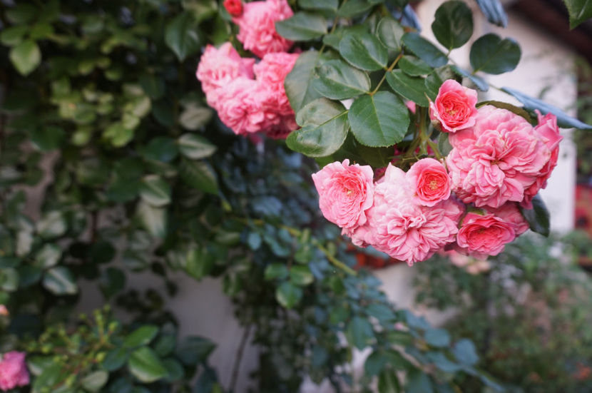  - Les Quatre Saisons