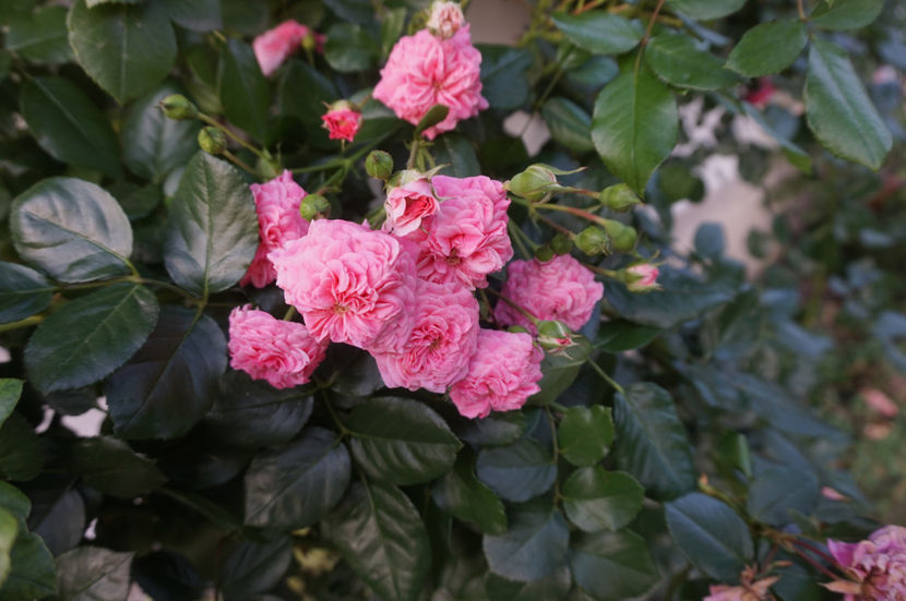  - Les Quatre Saisons