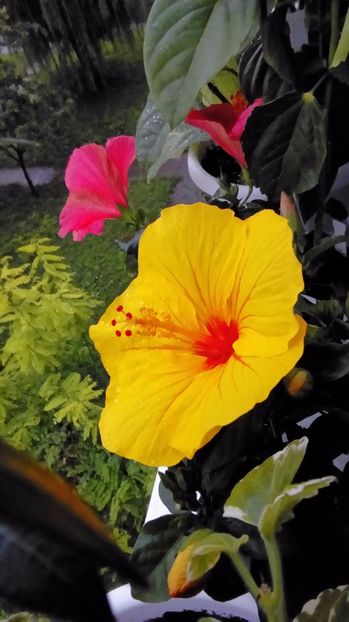 P_20170821_195142 - Hibiscus
