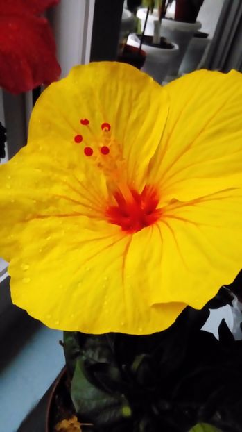 P_20170821_195403 - Hibiscus