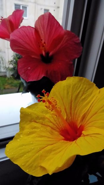 P_20170821_195421 - Hibiscus