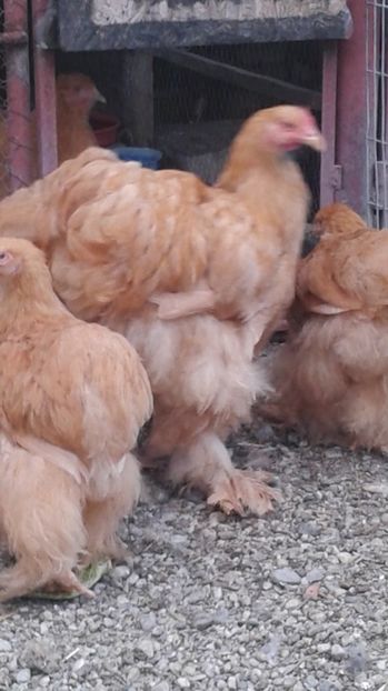  - Conchinchina Galben