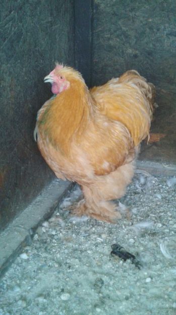  - Conchinchina Galben