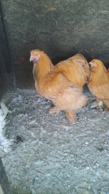  - Conchinchina Galben