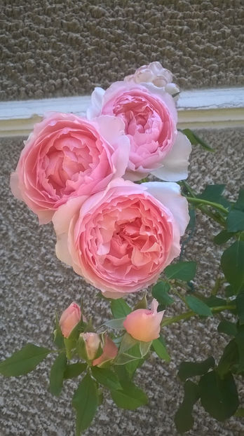  - The Wedgwood Rose