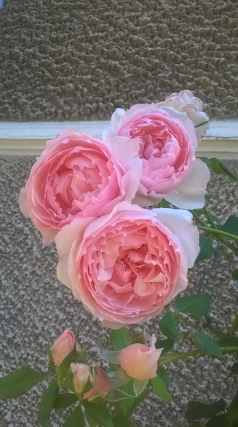  - The Wedgwood Rose