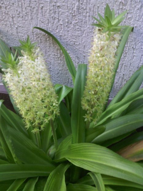  - 01-Flori din curtea mea 2017