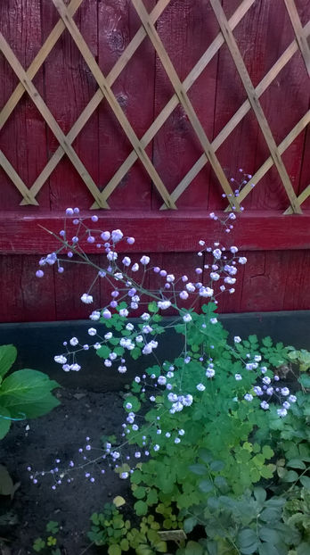 Thalictrum delavayi - Phlox si alte perene