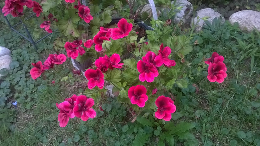 Candy Flower Dark Red - Mușcate