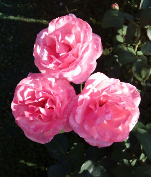  - TRANDAFIRI 2017_2018