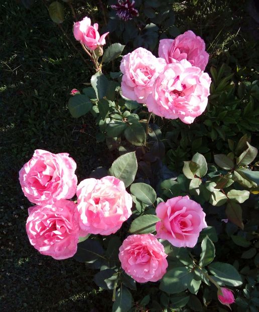  - TRANDAFIRI 2017_2018