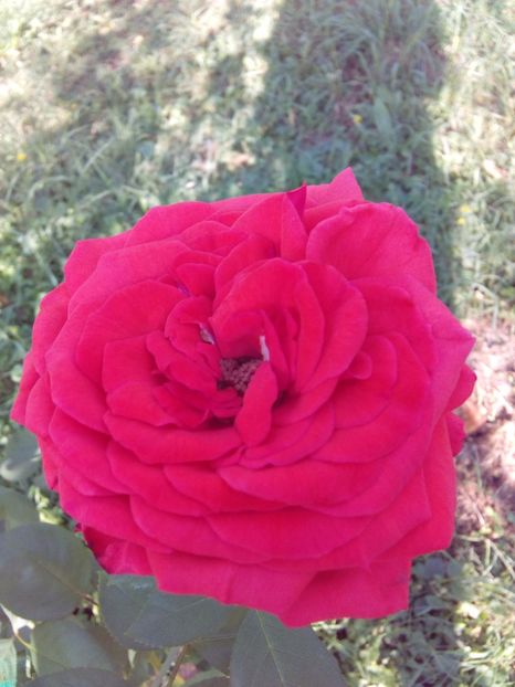  - TRANDAFIRI 2017_2018