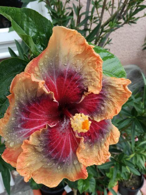  - 2017 Tahitian Purple Passion