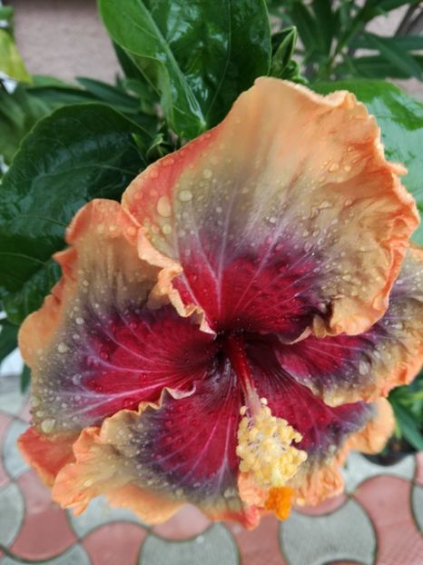  - 2017 Tahitian Purple Passion