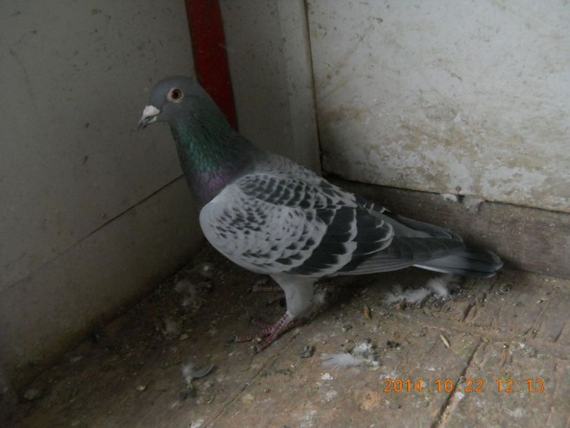 Barbulescu - PORUMBEI