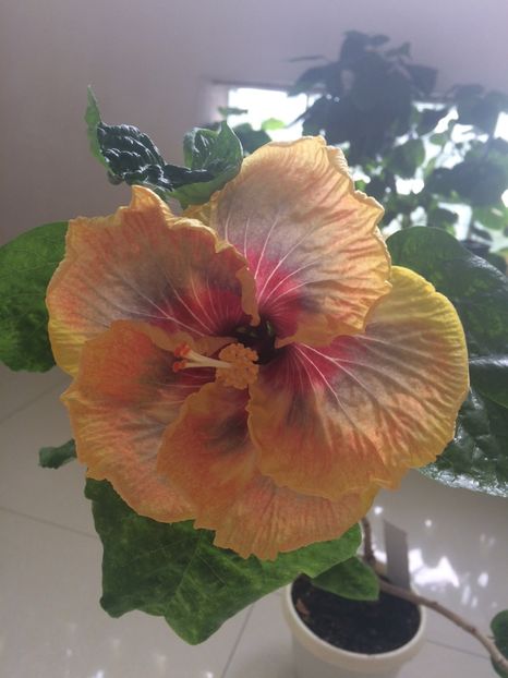  - Tahitian Purple Passion