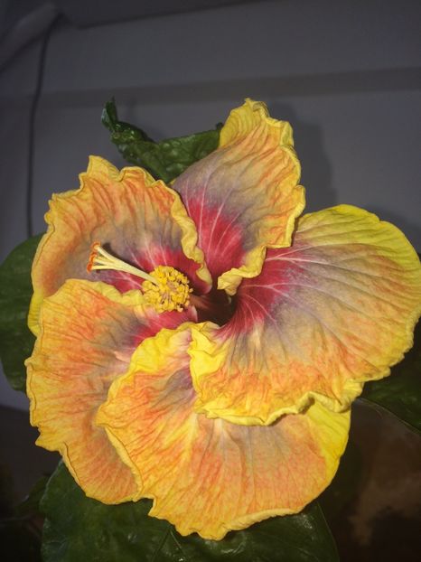  - Tahitian Purple Passion