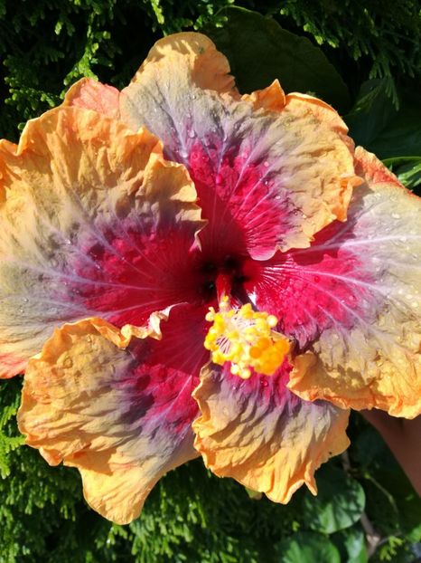  - 2017 Tahitian Purple Passion