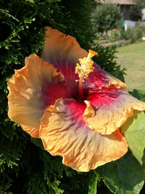  - 2017 Tahitian Purple Passion