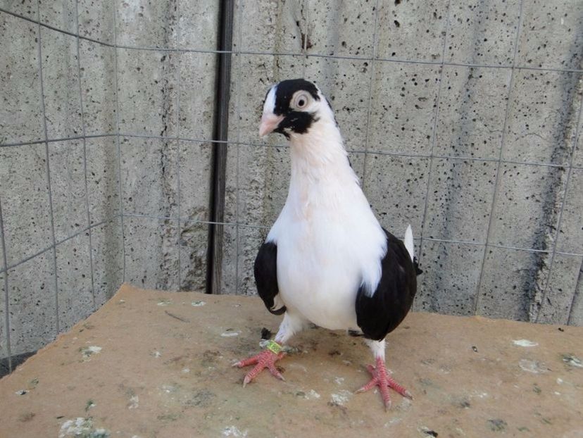 F 2017-8819 - porumbei care mi-au apartinut