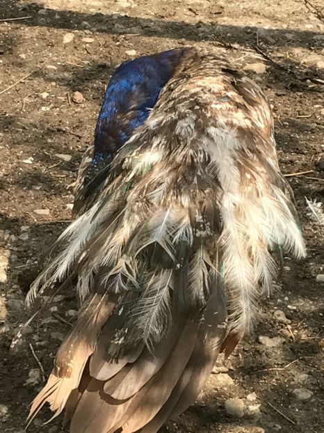  - PAUNI PURPLE BLACK SHOULDER