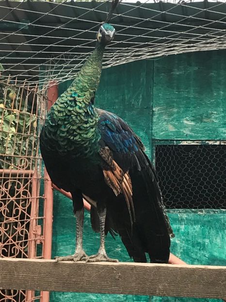  - VANZARI-SCHIMBURI-CUMPARARI