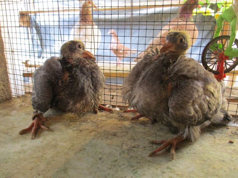 2 negrese la 15 zile - PERECHEA 09_Alb patat _Bobat si fem Neagra_pentru 2017