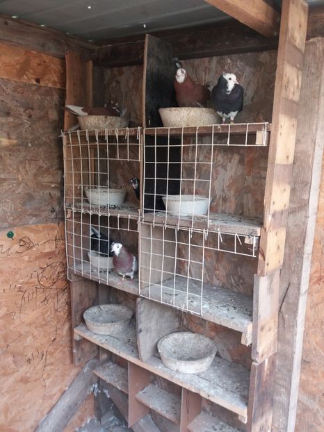  - Voliera birmingham