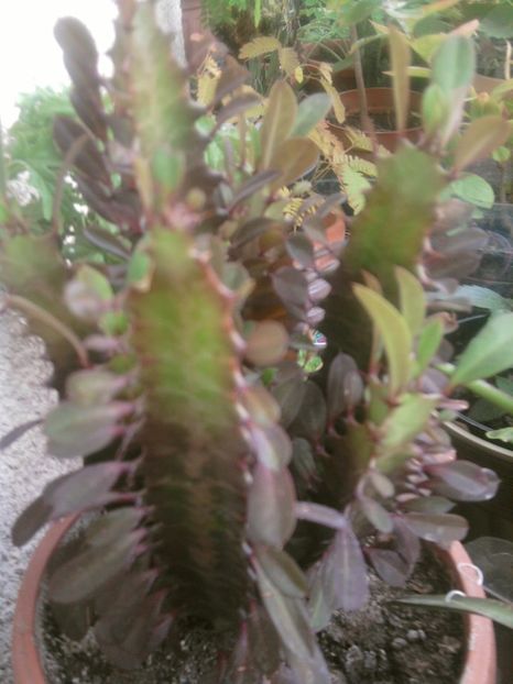 euforbia trigona - VARA- 2017