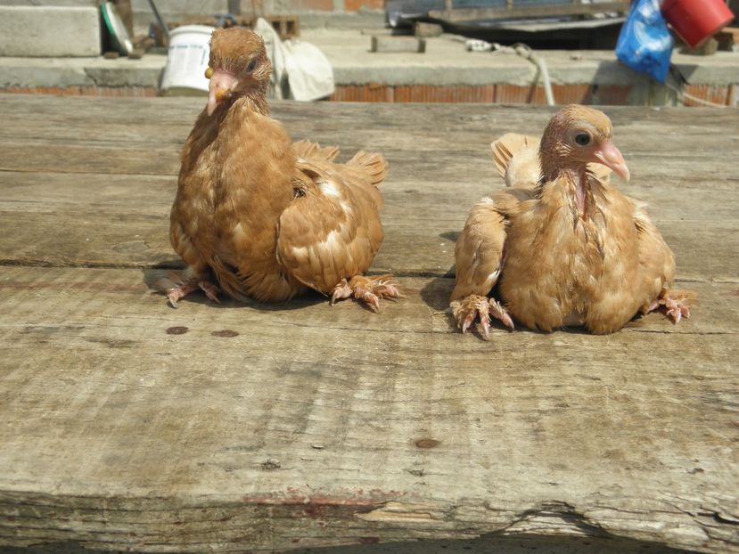 P8220066 - DE VANZARE